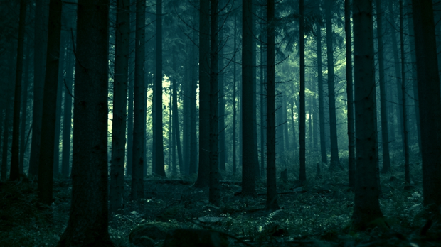 forest