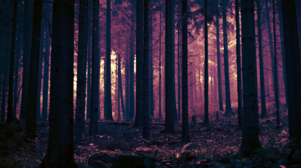forest 